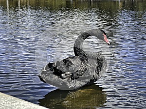 Closeup shot of elegant black swan reflected in a blue lake water