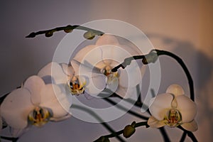 Closeup shot of an elegant moth orchid with white petals in an evening lighting