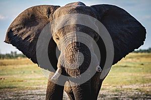 Closeup shot of an elephant with broken ivories in the jungle