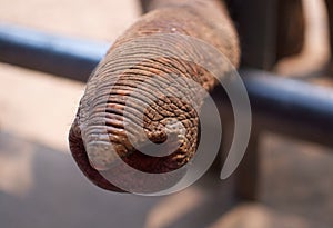 Closeup shot of an elephant`s trunk captured in a zoo