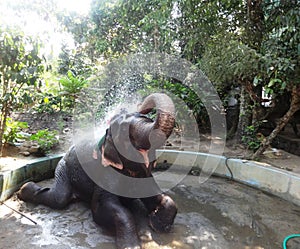 closeup shot of an elephant sitting in isolation and enjoying a bath in the summer