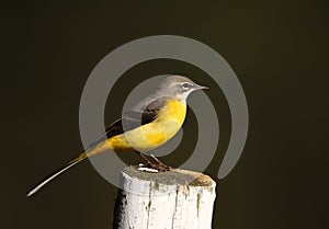 Closeup shot of a ellow Wagtail (Motacilla Flava) on a piece of wood