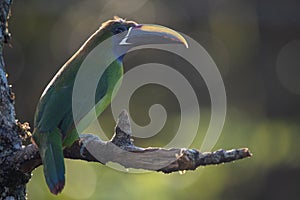 Closeup shot of a Emerald toucanet bird perched on a branch