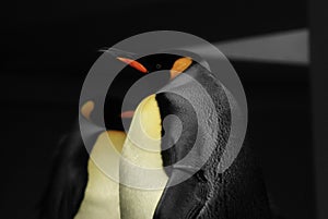 Closeup shot of Emperor penguins (Aptenodytes forsteri