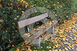 Closeup shot of an empty bench surrounded by maple leaves on a park on an autumn day