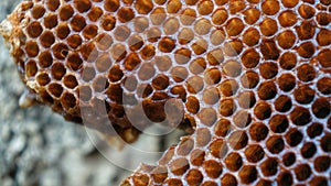 Closeup shot of an empty honeycomb in front of a grey background.