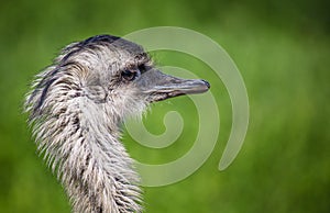 Closeup shot of an emu head isolated on a green background