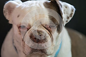 Closeup shot of a English bulldog with a dark background