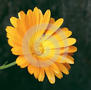 Closeup shot of an English marigold flower isolated on a blurred background