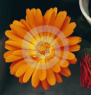 Closeup shot of an English marigold flower isolated on a dark background