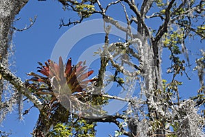 Closeup shot of epiphyte plant