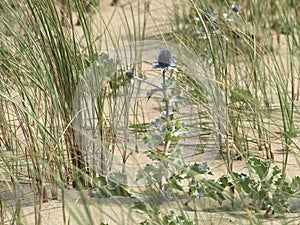 Closeup shot of Eryngium maritimum in the dunes of Katwijk photo