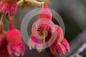 Closeup shot of Euonymus verrucosus flowers