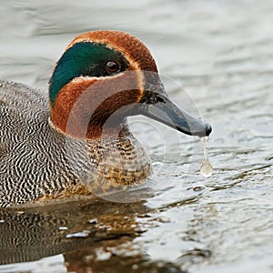 Closeup shot of a Eurasian Teal swimming in pond next to Coast Road, Salthouse, Norfolk