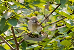 Closeup shot of Eurasian tree sparrow bied preching on tree twig with sunny leaves