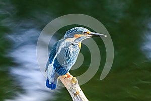 Closeup shot of a European Kingfisher near Lakenheath Fen, Suffolk,UK photo