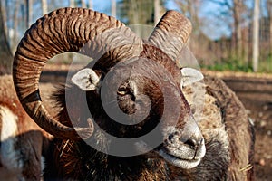 Closeup shot of a European mouflon face