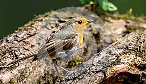 Closeup shot of a European robin bird sitting on a tree branch