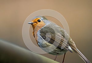 Closeup shot of a European robin, Erithacus rubecula