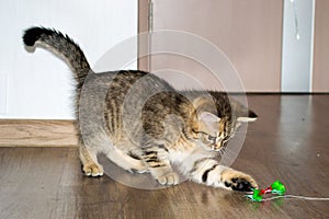Closeup shot of a European Shorthair cat playing around in the house