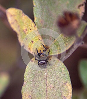 Closeup shot of a Evarcha jumping spider on a plant leaf
