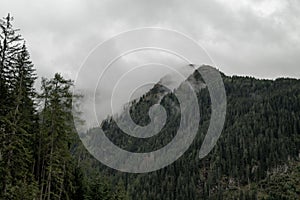 Closeup shot of evergreen trees in front of a forest on a mountainside