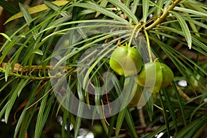 Closeup shot of exotic Cascabela Thevetia Fruits