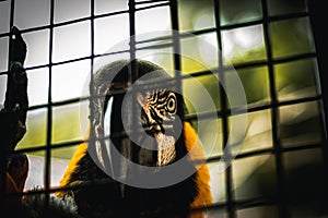 Closeup shot of an exotic orange blue macaw bird in a cage