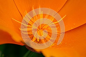 Closeup shot of the exotic pollens on a flower with orange petals