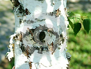 Closeup shot of an eye in a birch tree