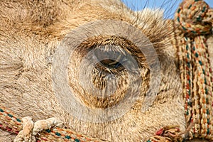 Closeup shot of the eye of a camel in a desert