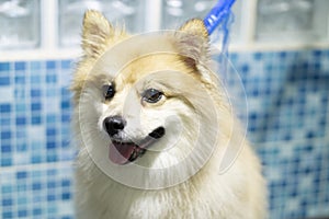 Closeup shot of the face of a cute german spitz Mittel