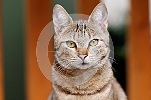 Closeup shot of the face of a gray cat with green eyes looking at the camera