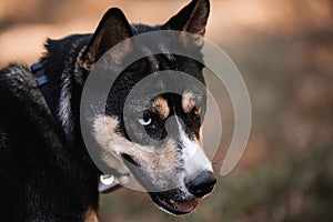 Closeup shot of the face of a Red Heeler and a Husky dog mix