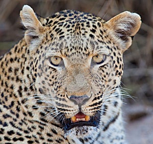 Closeup shot of the face of a wild leopard hunting in the wilderness of Masai Mara, Kenya