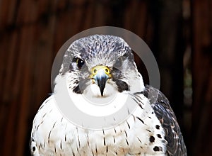 Closeup shot of a Falcon bird looking at the camera