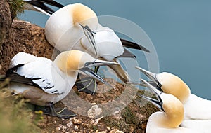 Closeup shot of a family of Northern Gannet birds in their nest during daytime