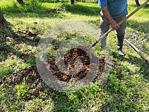 Closeup shot of a farmer digging farmland and  distributing manure to olive trees