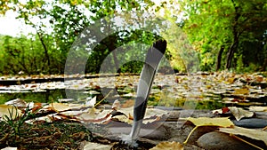 Closeup shot of a feather and fallen autumn leaves near a river in the forest