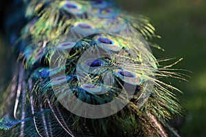 Closeup shot of the feathers of a peacock
