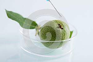 Closeup shot of feijoa plants in a glass dish being injected with a syringe at a lab