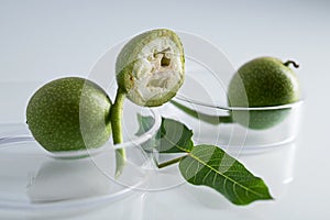 Closeup shot of feijoa plants in a glass dish at a lab