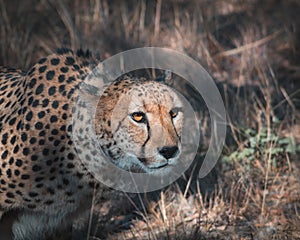 Closeup shot of a feisty African leopard in South African Savannah