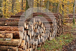 Closeup shot of felled and sawed tree trunks in the forest