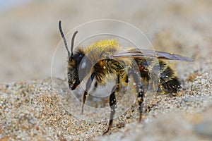 Closeup shot of the female of the chocolate or hawthorn mining bee, Andrena scotica