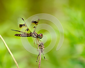 Closeup shot of a female eastern amberwing (Perithemis tenera) dragonfly