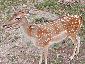 Closeup shot of a female fallow deer