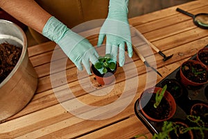 Closeup shot of female hands in protective gloves planting green seedling in small pot with dirt or soil
