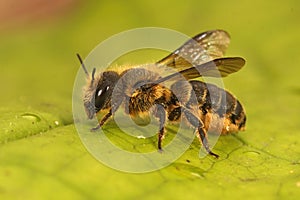 Closeup shot of a female of the Jersey mining bee, Osmia niveata on a green leaf