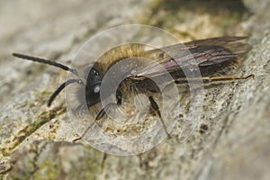 Closeup shot of a female, small sallow mining bee, Andrena praecox, sitting on the ground